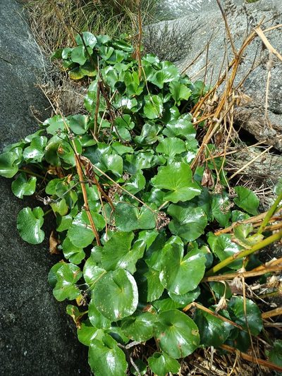 Ornduffia calthifolia, photographed by Em Lamond