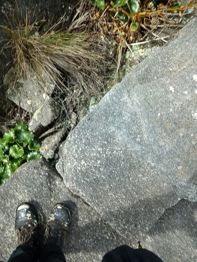 Ornduffia calthifolia, photographed by Em Lamond