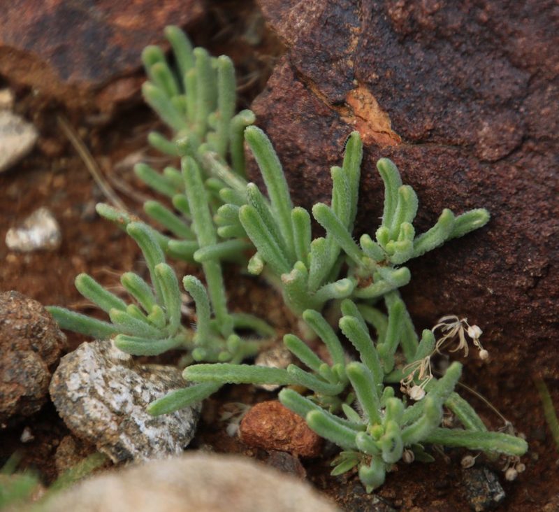 Mesembryanthemum longipapillosum, photographed by Tony Rebelo