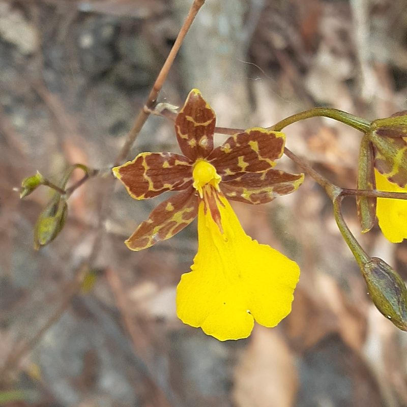 Oncidium graminifolium, photographed by Sobeida Morales