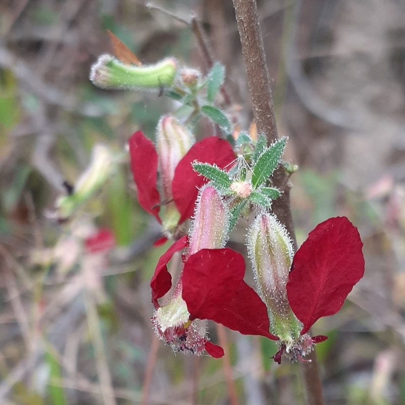 Cuphea hookeriana, photographed by Sobeida Morales