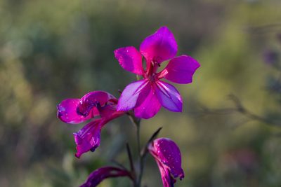 Gladiolus illyricus, photographed by Daniela Costa