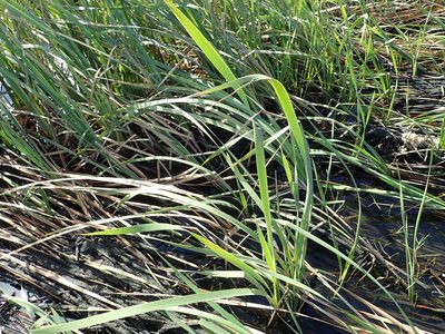 Typha orientalis, photographed by Arnim Littek