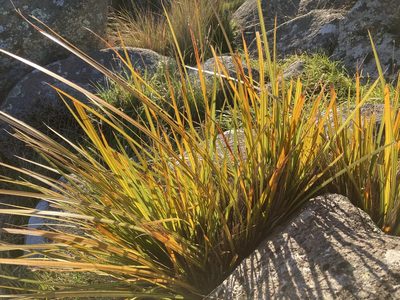 Libertia ixioides, photographed by Sarah Richardson