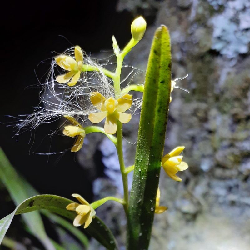 Prosthechea ochracea, photographed by Sobeida Morales