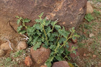 Solanum capense, photographed by Tony Rebelo
