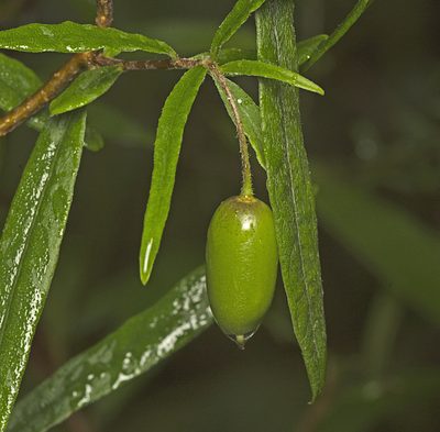 Billardiera scandens, photographed by Tony Eales
