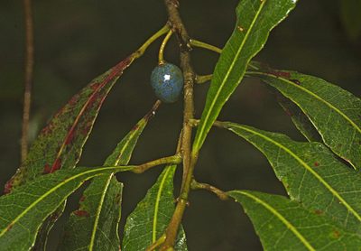 Elaeocarpus reticulatus, photographed by Tony Eales