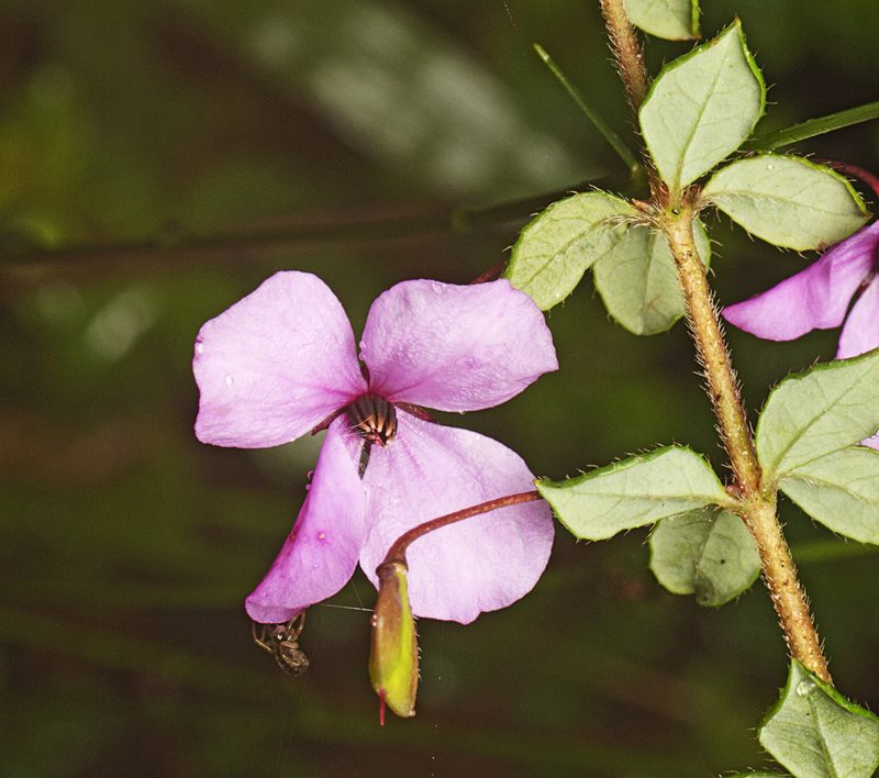 Tetratheca thymifolia, photographed by Tony Eales