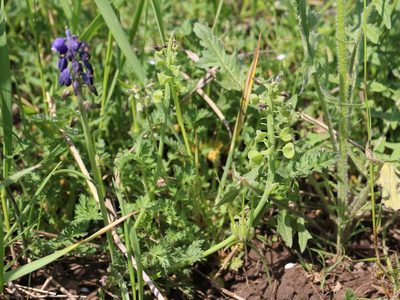 Muscari neglectum, photographed by Юрий Данилевский (Yuriy Danilevsky)