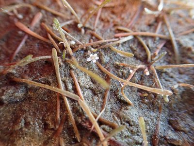 Limosella australis, photographed by Arnim Littek