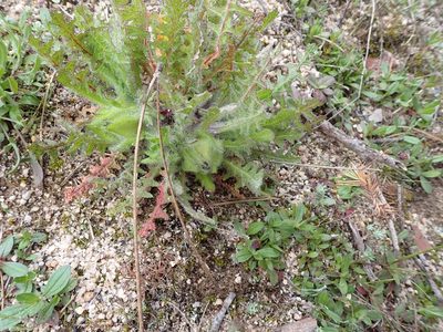 Centaurea benedicta, photographed by scolym