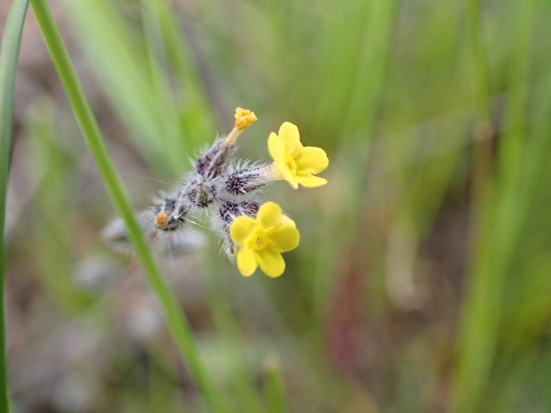 Myosotis persoonii, photographed by scolym