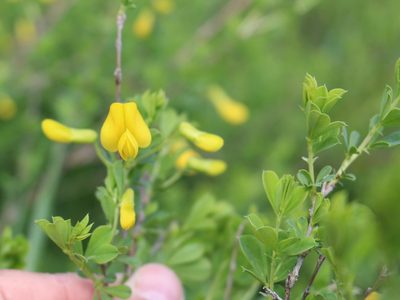 Caragana frutex, photographed by Юрий Данилевский (Yuriy Danilevsky)