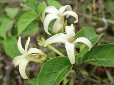 Jasminanthes mucronata, photographed by Toby Y