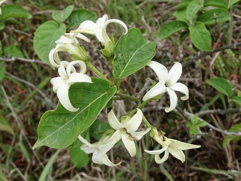 Jasminanthes mucronata, photographed by Toby Y