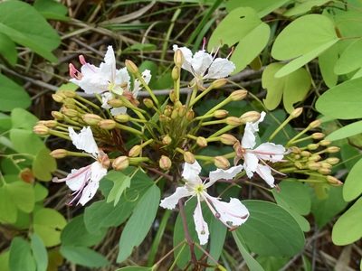 Cheniella glauca, photographed by Toby Y