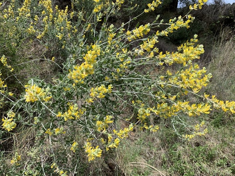 Anthyllis cytisoides, photographed by Katrin Simon