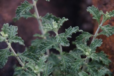 Stachys cuneata, photographed by Tony Rebelo