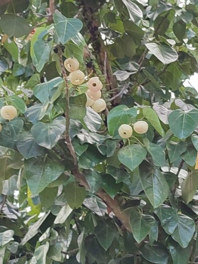 Hernandia nymphaeifolia, photographed by Manis Lin