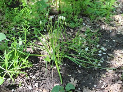 Ornithogalum woronowii, photographed by Юрий Данилевский (Yuriy Danilevsky)
