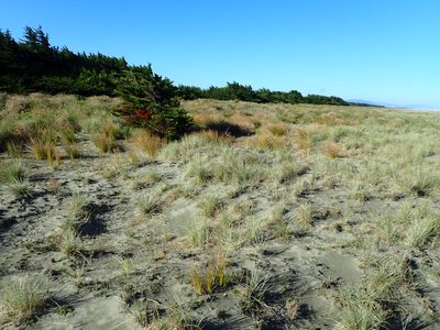 Hesperocyparis macrocarpa, photographed by Arnim Littek