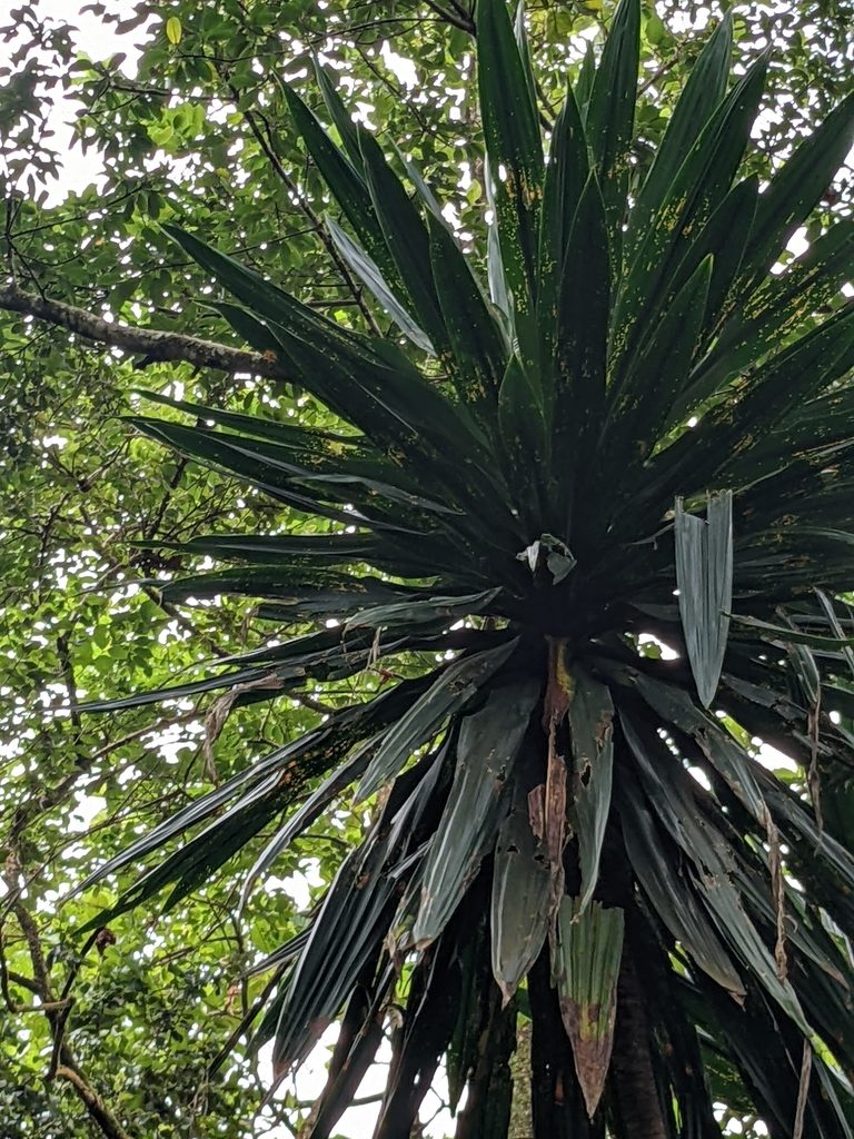 Dracaena steudneri, photographed by Pieter Huybrechts