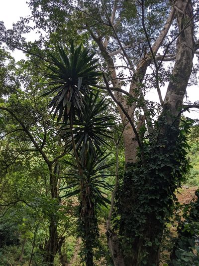 Dracaena steudneri, photographed by Pieter Huybrechts