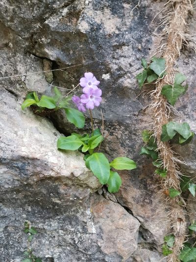 Primula carniolica, photographed by Ljaž