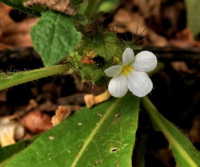 Crabbea velutina, photographed by Wynand Uys
