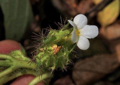 Crabbea velutina, photographed by Wynand Uys