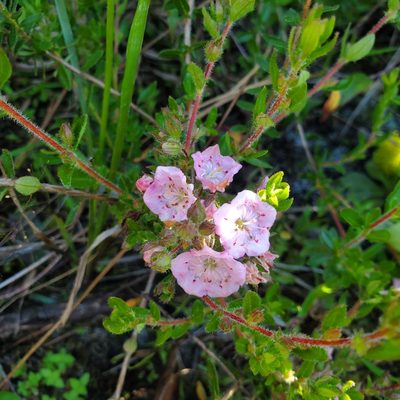 Kalmia hirsuta