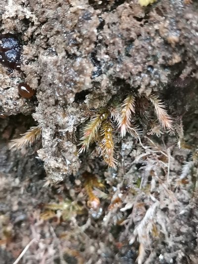 Orthothecium rufescens, photographed by Ljaž