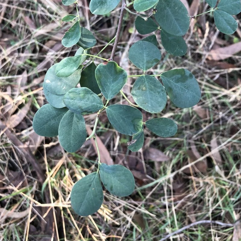 Goodia lotifolia, photographed by James K. Douch