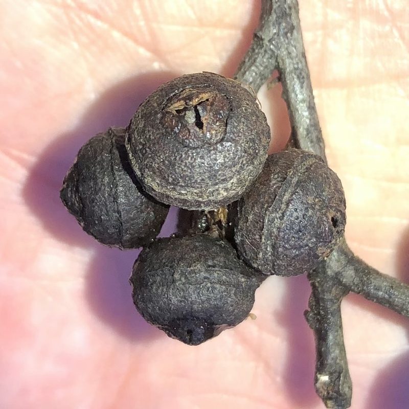 Eucalyptus macrorhyncha, photographed by James K. Douch