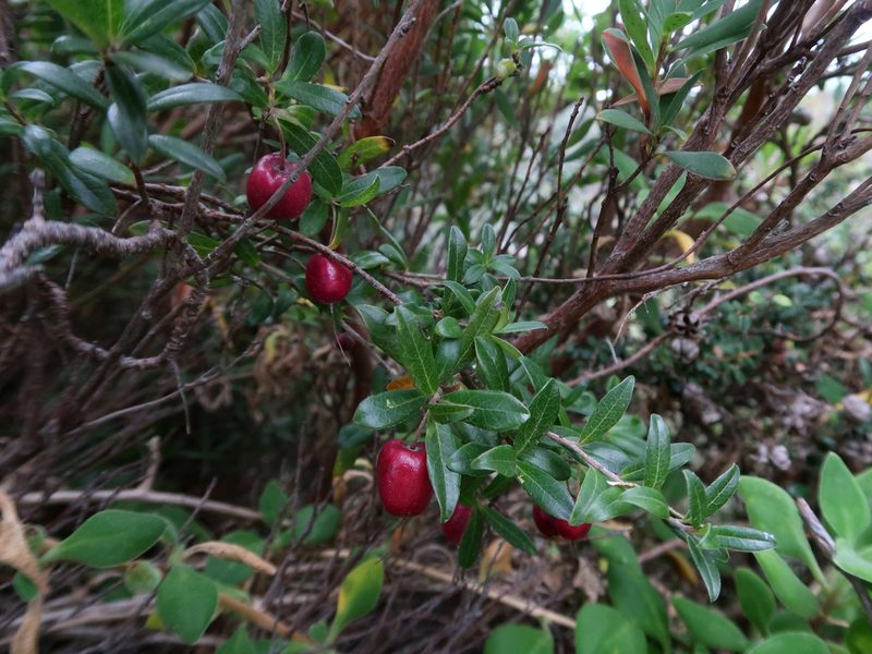 Billardiera ovalis, photographed by Cowirrie
