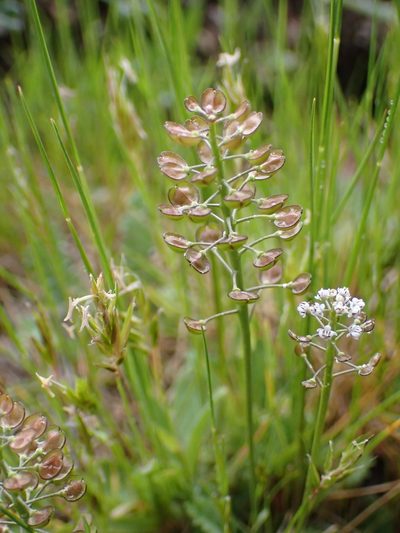 Teesdalia coronopifolia, photographed by scolym