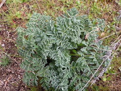 Thapsia villosa, photographed by scolym