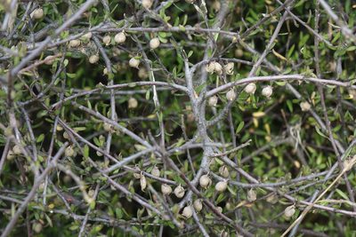 Plagianthus divaricatus, photographed by John Barkla