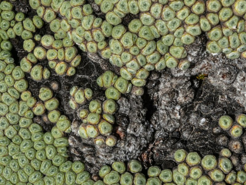 Raoulia buchananii, photographed by Cara-Lisa Schloots
