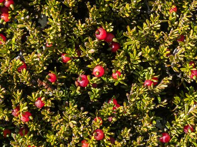 Podocarpus nivalis, photographed by Cara-Lisa Schloots