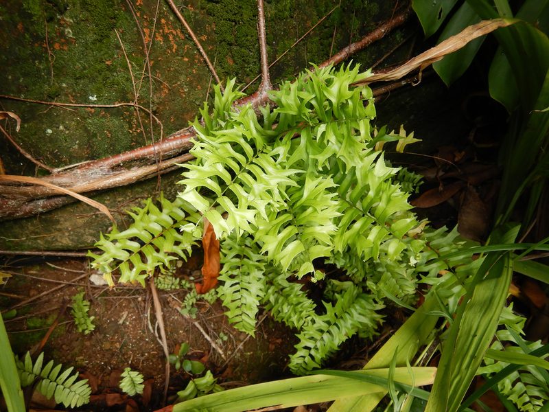 Nephrolepis falcata, photographed by Jon Sullivan