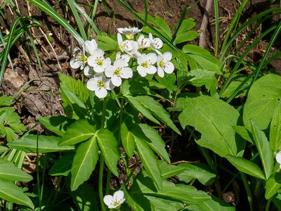 Cardamine waldsteinii, photographed by rainerburkard