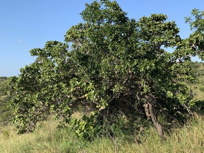 Ficus glumosa, photographed by Dave Richardson