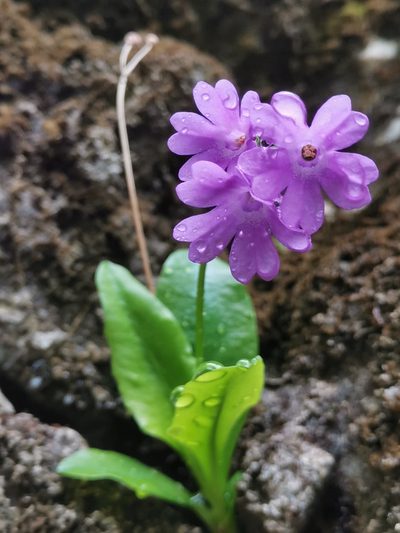 Primula carniolica, photographed by Ljaž