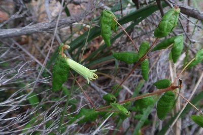 Correa reflexa, photographed by Cowirrie