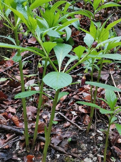 Scopolia carniolica, photographed by Ljaž
