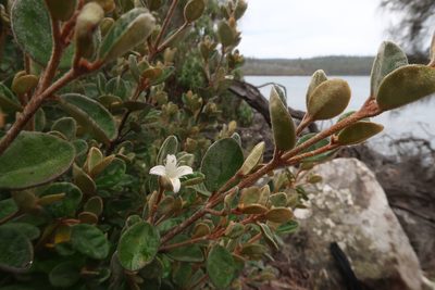 Correa alba, photographed by Cowirrie