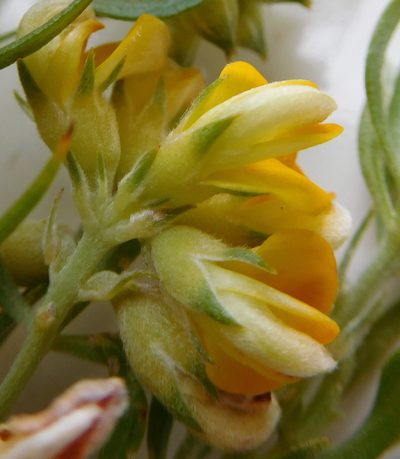 Aspalathus rugosa, photographed by Charles Stirton