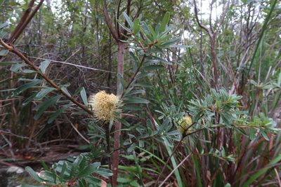 Banksia marginata, photographed by Cowirrie